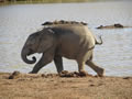 Baby Elephant, Amakhala Game Reserve, &copy;Caroline Yates